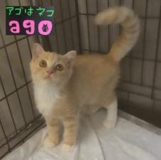 スコティッシュフォールド