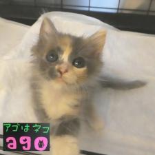 ノルウェジアンフォレストキャット