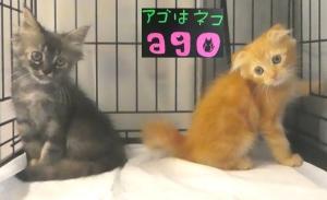 スコティッシュフォールド