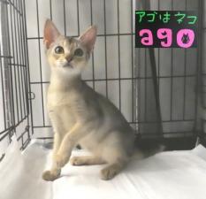 アビシニアン