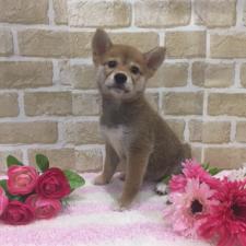 柴犬