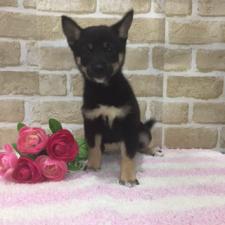 柴犬