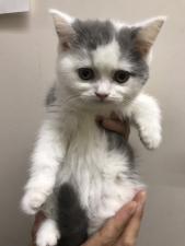 ブリティッシュショートヘア