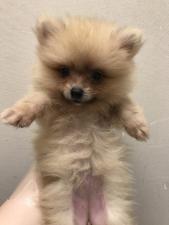 ポメラニアン