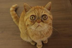 エキゾチックショートヘアー【父猫:スープリームグランドチャンピオン受賞】