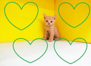 ブリティッシュショートヘア