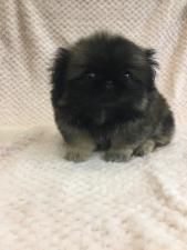 ペキニーズ
