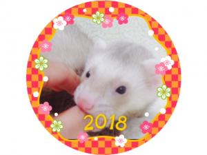 マーシャルフェレット