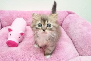 マンチカン ☆短足にゃんこ☆