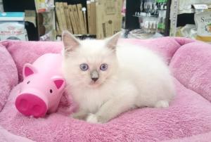 ラグドール ☆ぬいぐるみキャット☆