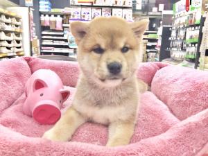 柴犬むちむちなでしこ★