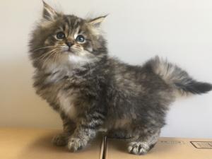 ノルウェジアンフォレストキャット