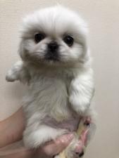 ペキニーズ