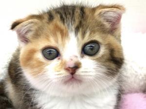 スコティッシュフォールド