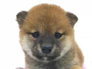 柴犬(小さめ)