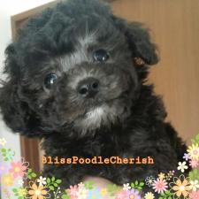 Bliss Poodle Cherish