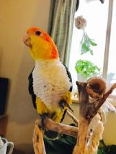 CouCou!〈クークー〉