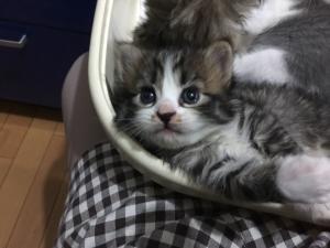 ラムキン