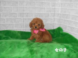 ケンネル チャンプ
