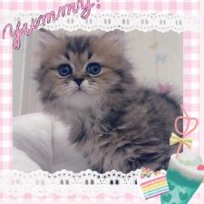 ペルシャチンチラゴールデン