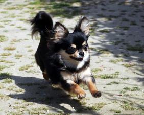 ライナスプラス犬舎
