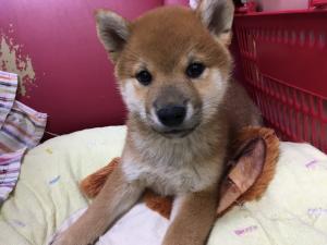 柴犬小サイズ
