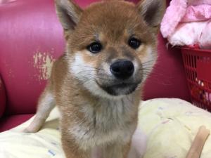 柴犬★豆サイズ