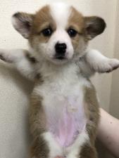 ウェルシュコーギーペンブローク