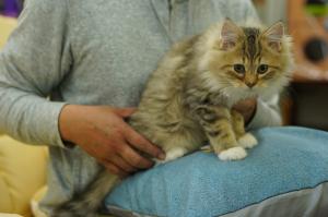 ノルウェジアンフォレストキャット
