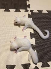 フクロモモンガ