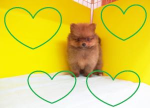 ポメラニアン