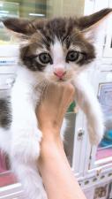 ノルウェジアンフォレストキャット