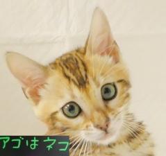 ベンガル