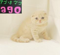 スコティッシュフォールド