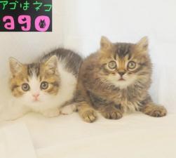 スコティッシュフォールド