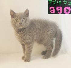 ブリティッシュショートヘア