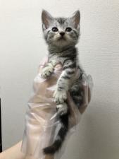 アメリカンショートヘアー