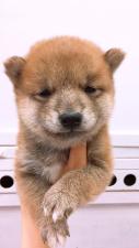 柴犬