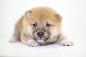 柴犬