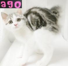 スコティッシュフォールド