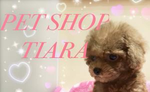 ♡ペットショップ ティアラ♡