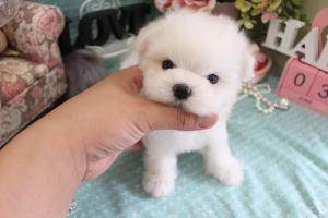 マルチーズ