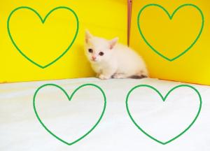 マンチカン