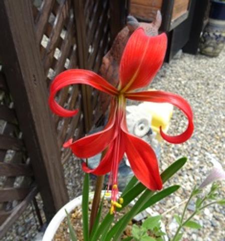 2018/06/05　我が家に珍しい花が咲きました画像2