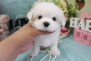 マルチーズ