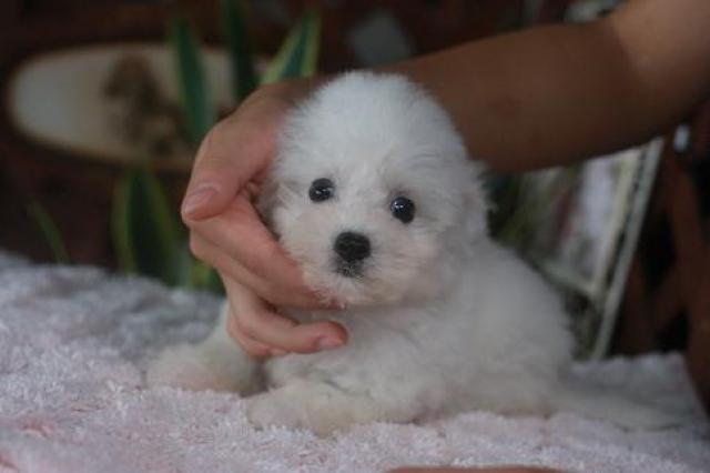 ビションフリーゼ小振りサイズ - 子犬や子猫たちのペット販売情報が