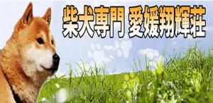 《柴犬ブリーダー 動画と写真で紹介》 愛媛翔輝荘