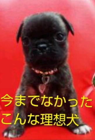 Mix 雑種 自社ブランドデザインdog 株式会社 ぷっちんdog S