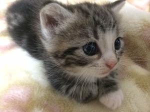 トロのおうち