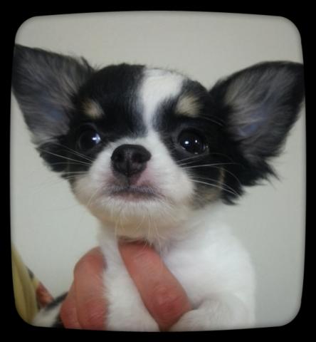 チワワ ロングコート 子犬や子猫たちのペット販売情報が満載 ペットステーション